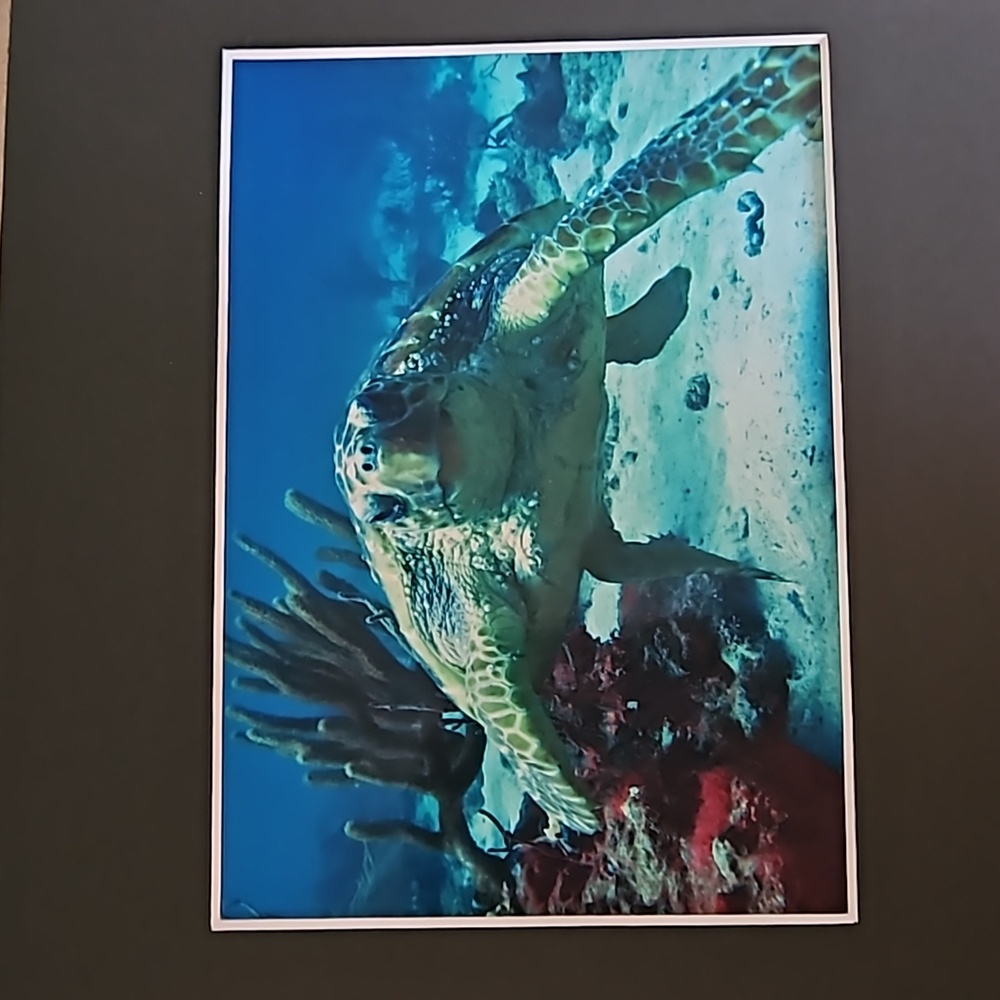 Awaiting Trip To Storage New photo Matted Sea turtle original ready to be framed